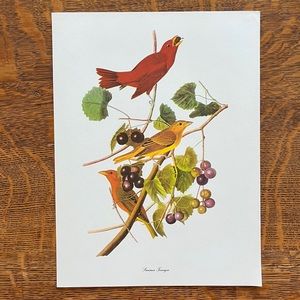 Vintage Audubon Birds of America Lithograph Print, Summer Tanager
